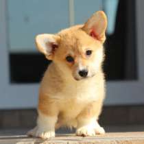 Щенки Корги, в Казани