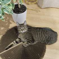 Рысья в добрые руки срочно, в г.Минск