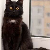 Отдам даром Черный красавец Чарли &ndash; в дар в добрые, в Москве