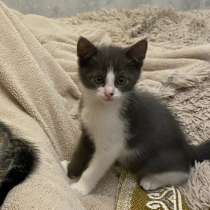 Мальчишка ищет любящую семью, в Коломне