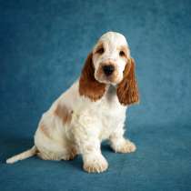 Щенок английского кокер-спаниеля, в Санкт-Петербурге