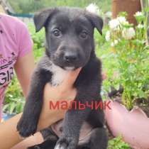 Щенята в хорошие добрые руки, в Чите
