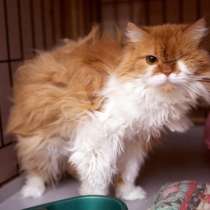 Кошечка Валя в поиске хозяина с добрым сердцем, в Москве