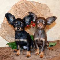 Той терьер Муром, в Муроме