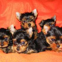 Йоркширский терьер Хабаровске, в Хабаровске