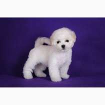 Бишон фризе сывтывкар, в Сыктывкаре