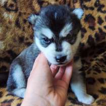 Щенки хаски, есть голубоглазые и черно-белые, в г.Минск