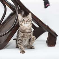 Мурлыка-котенок с дефектом глазика очень ищет дом, в г.Санкт-Петербург