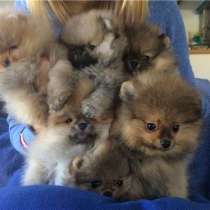 Шпиц Майкоп, в Майкопе