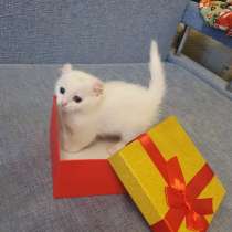 Котята породы Кинкалоу, в Санкт-Петербурге