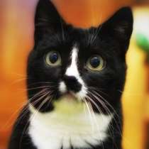 Красавица Клякса! Белоносое счастье ищет семью, в Москве