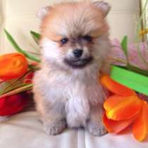 Щенок шпица персиковая девочка, в Санкт-Петербурге