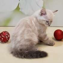 СИБИРСКИЙ КОТЁНОК С РОДОСЛОВНОЙ, в Москве