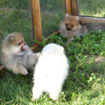 Мини-мишка - щенки померанского шпица, в г.Минск