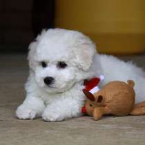 Бишон фризе Калуга, в Калуге