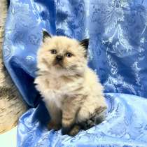 Невские маскарадные котята, в Санкт-Петербурге