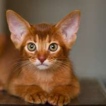 Абиссинские котята, в Санкт-Петербурге