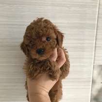 В ПРОДАЖЕ ЩЕНКИ ПУДЕЛЯ(ТОЙ И КАРЛИКОВЫЙ), в Красноярске