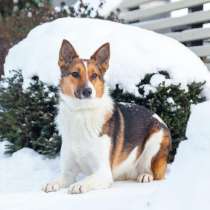 Жужа мечтает о доме и любимой семье, в Москве