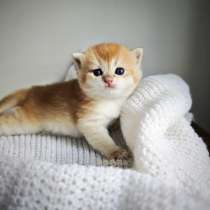 Британские котята в окрасе золотая шиншилла, в г.Гданьск