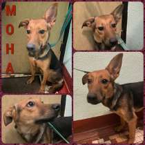 Собачка МОНА даром, в Москве