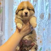 Мальчики вельш корги к/х и Хвостик, в Санкт-Петербурге