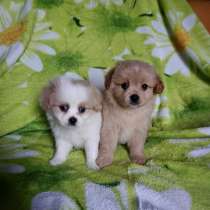 Кавапу малыши, в Туле