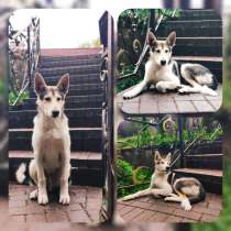 Метис лайки даром, в Москве