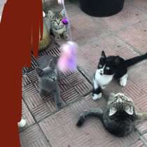 Котята ищут новых любящих хозяев, в Железногорске