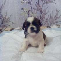 Щенки Ши-тцу, в Истре