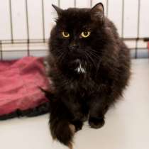 Спокойный Лизаветт мечтает встретить родную душу, в Москве