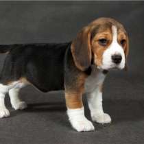 Бигль Горно Алтае, в Горно-Алтайске