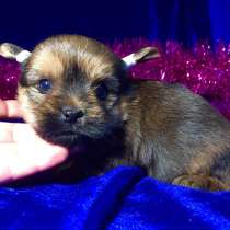 Йоркширского терьера (йорка) щеночков продам, в Владимире