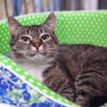 Спокойная Мадейра в ожидании любящей семьи, в Москве