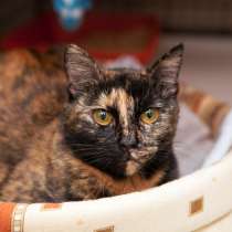 Кошечка Корасон в поисках настоящего дома, в Москве