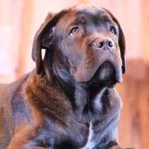 Cane Corso puppies, в Астрахани