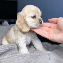 American cocker spaniel, в Иркутске