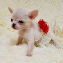 Чихуахуа Калуга, в Калуге