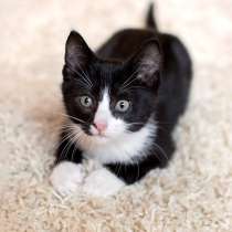 Очаровательные домашние котята-малыши в добрые руки, в Москве