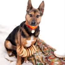 Добряк Стёпа ищет дом, в Москве