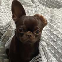 Кобель для вязки, в Конаково