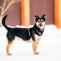 Коротколапик Перчик в дар, в Москве