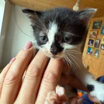 Котята, в Нижнем Новгороде