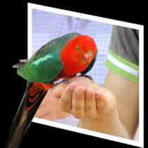 Разведения и продажа попугаев и канареек, в Москве