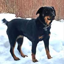 Маленькая собачка ягдтерьер метис спасена и ждет семью, в Долгопрудном