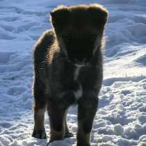 Щенки в добрые руки, в Белово