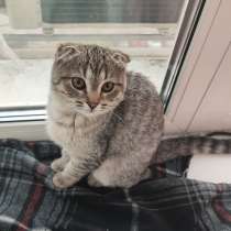 Котенок ухоженный тигровый вислоухий, в Обнинске