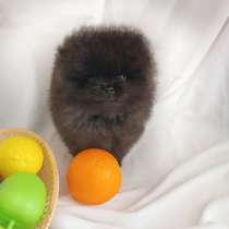 Померанский шпиц голубая мини девочка, в г.Вена