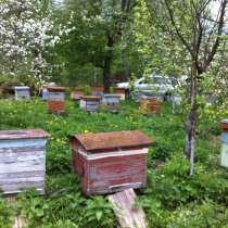Продам пчелосемьи, в Орле