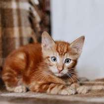 Рыжий солнечный котенок Крендель в дар, в Москве